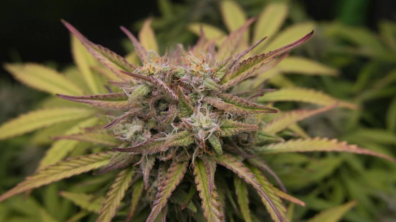 weed flower