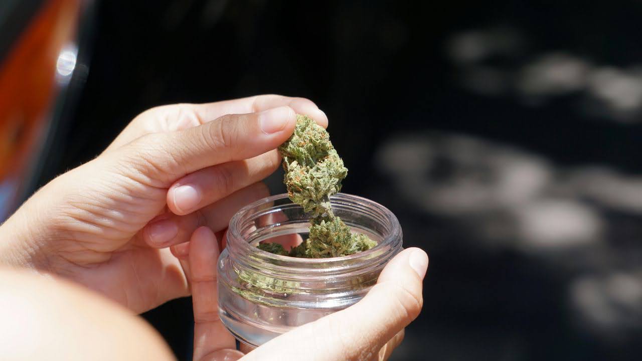 person with weed in a jar